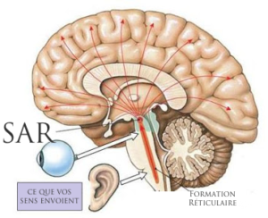 sar cerveau 